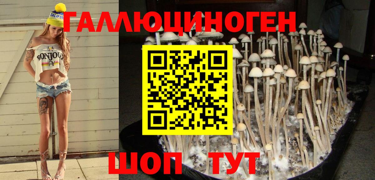 Псилоцибиновые грибы Cubensis Псков