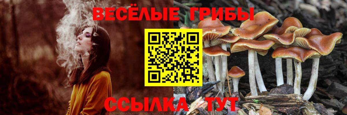 Псков  Галлюциногенные грибы Psilocybine cubensis  Вход с VPN 